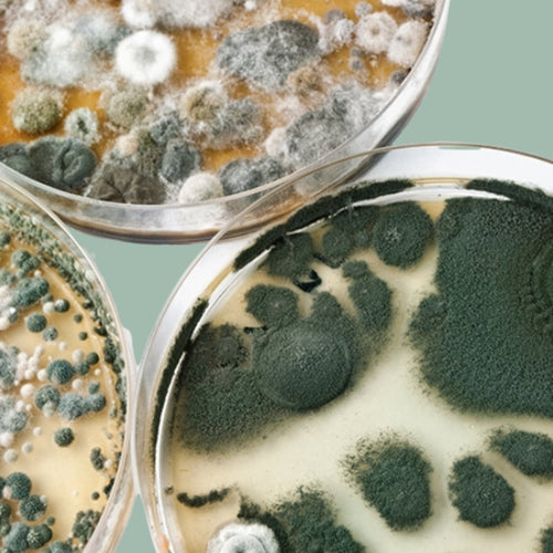Mold