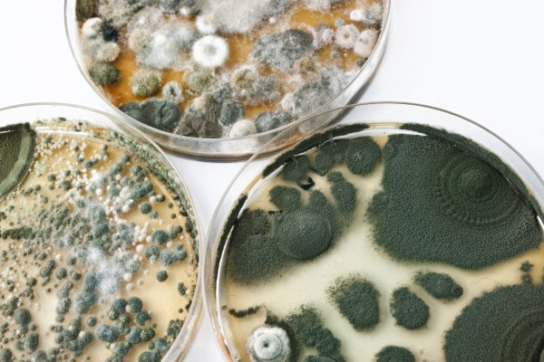 Mold
