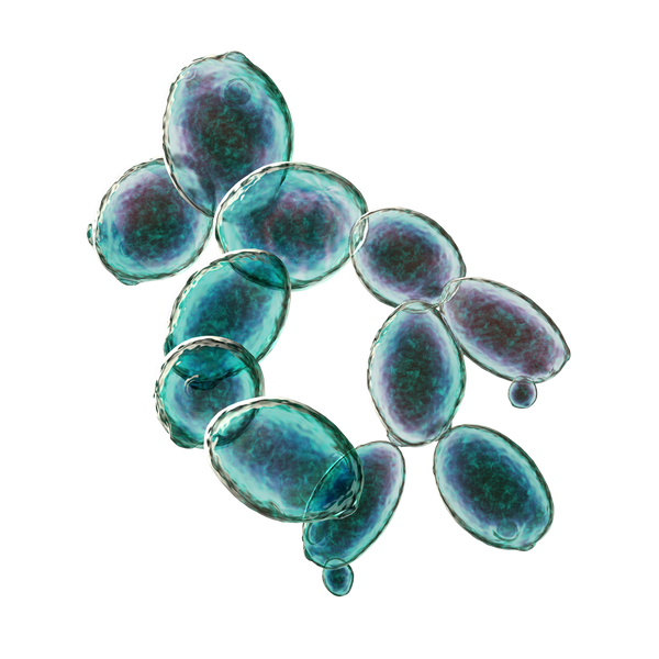 Saccharomyces boulardii
